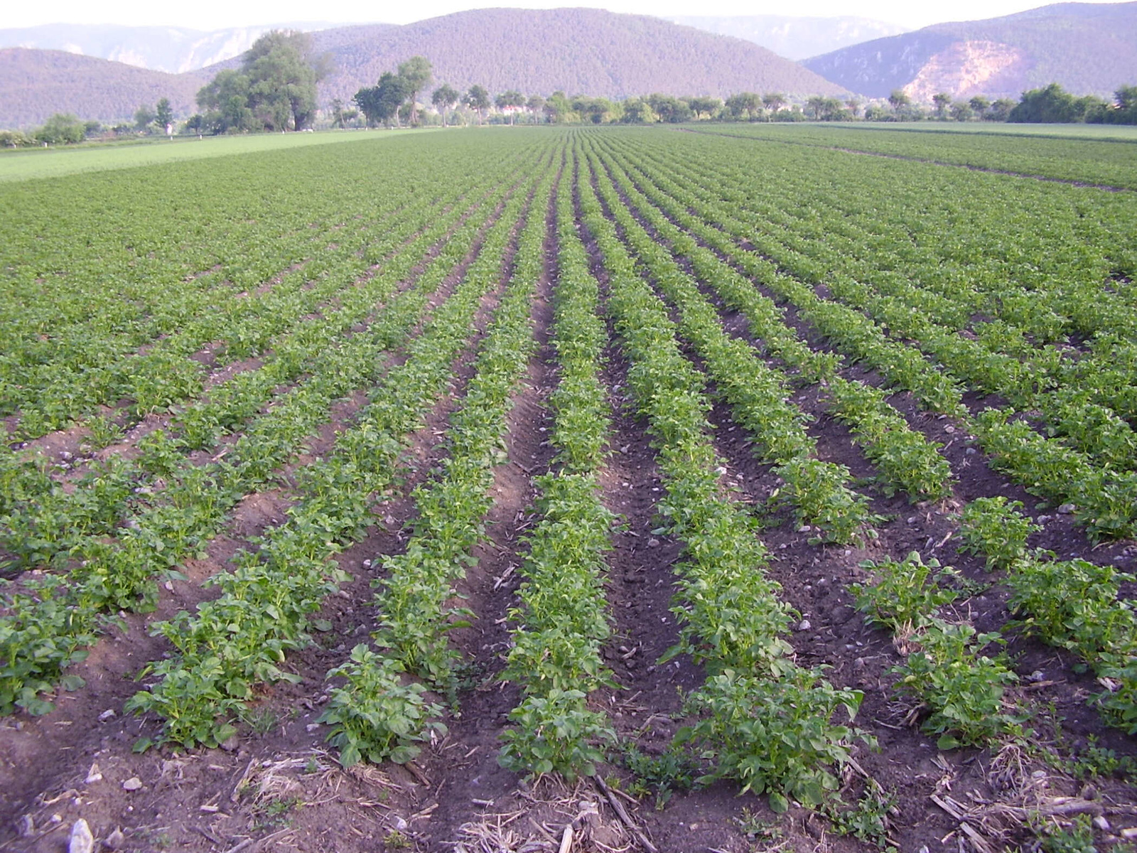 Feld der Bauernladen Krenn GmbH