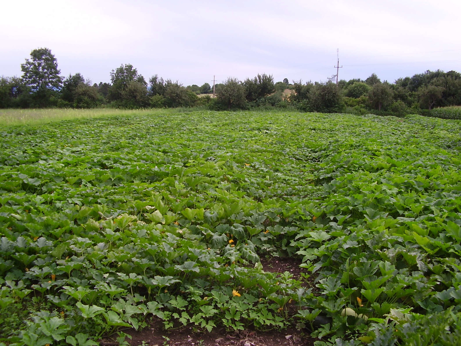 Gemüsefeld der Bauernladen Krenn GmbH