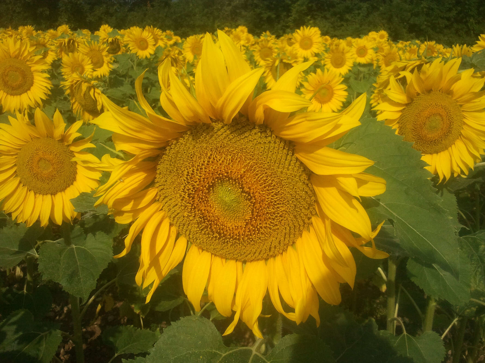 Sonnenblumenfeld der Bauernladen Krenn GmbH