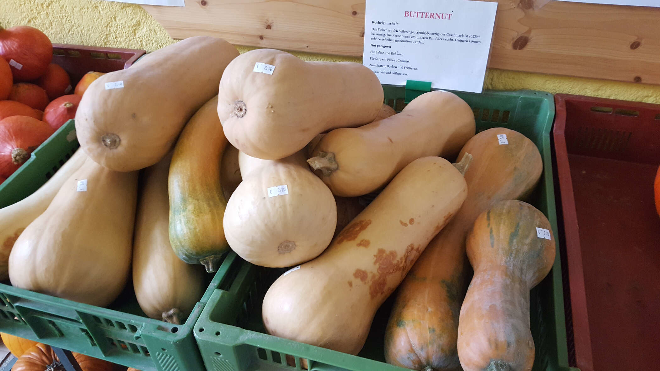 Butternuss-Kürbisse der Bauernladen Krenn GmbH